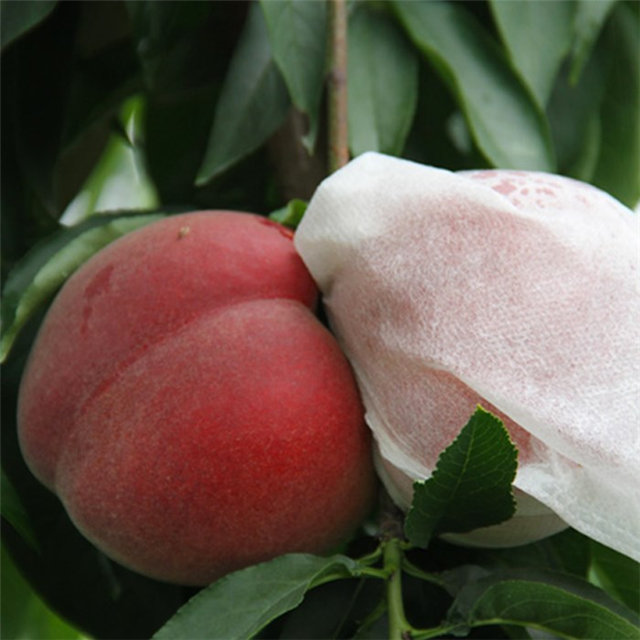 Fruit protection bag use high quality pp spunbond non woven fabric 