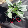 Ecofriendly anti-uv weed control 100%polypropylene spunbond nonwoven fabric 