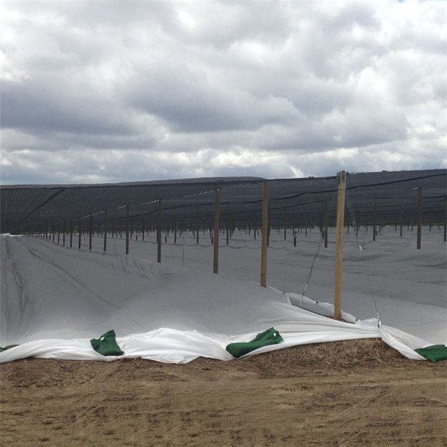 2%UV Agricultural cover polypropylene spunbond nonwoven fabric supplier