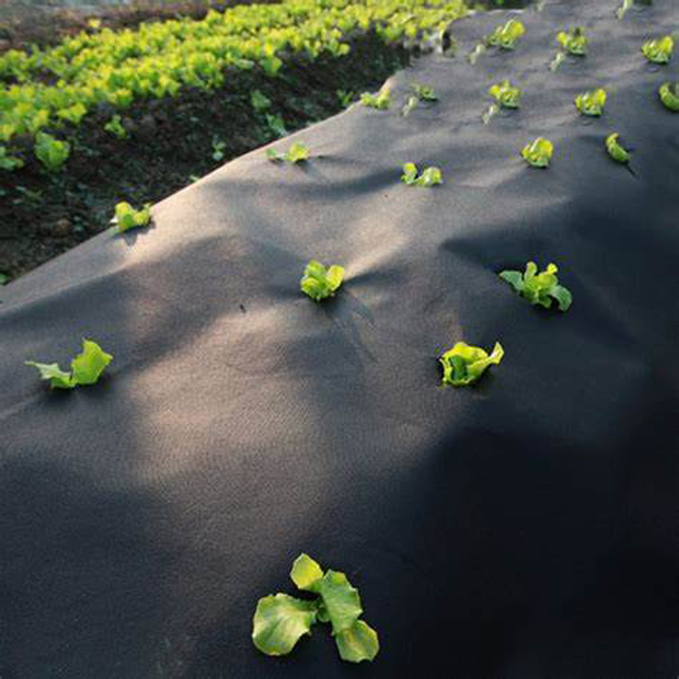 Weed control Spunbond polypropylene material nonwoven fabric