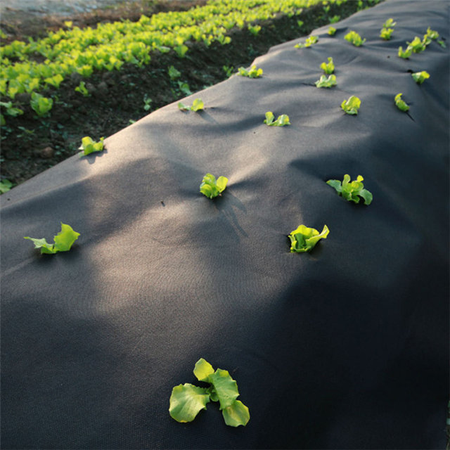 Agricultural Nonwoven Fabric UV Spunbond Nonwoven Fabric Plant Covers Freeze Protection