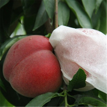 Anti 1-3% Uv Pp Non Woven Fruit Control Cover Bag, Tnt Polypropylene NonWoven Fabric Fruit Protection Bags 