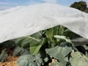 Pp Agricultural Nonwoven Fabric Anti UV Treated Pp Non Woven Crop Row Cover 