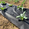 UV protect agriculture pp spunbond nonwoven fabric